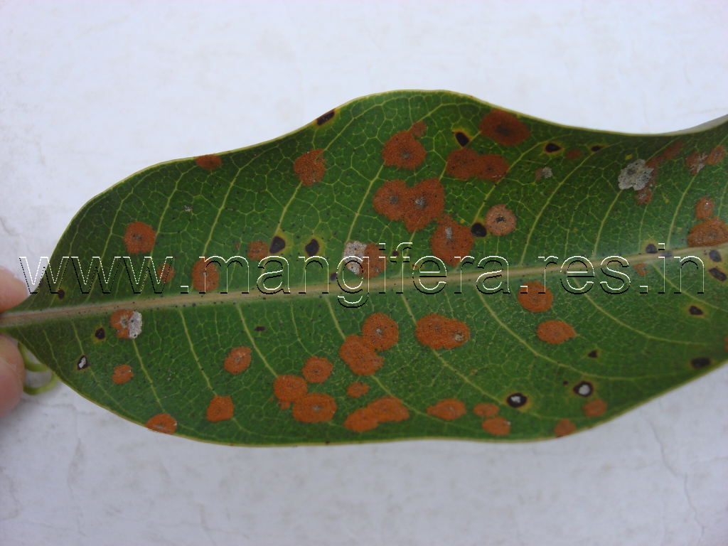 Red Rust
